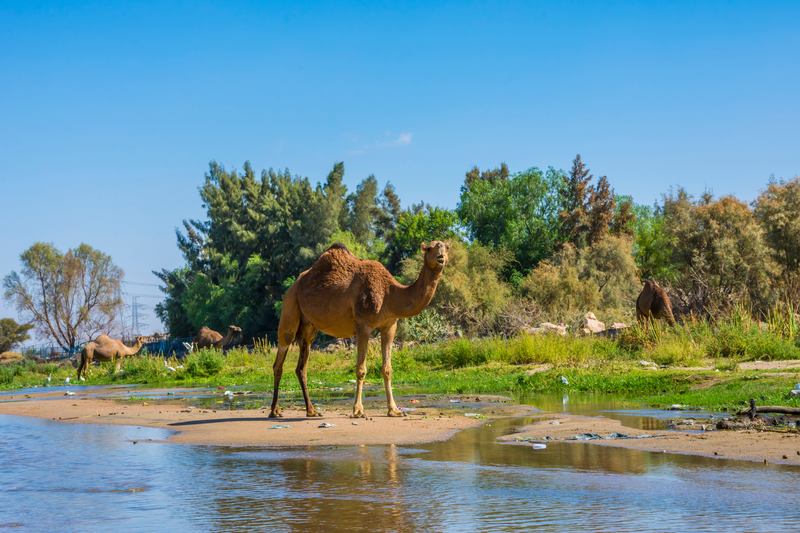Discover Taif City Tour